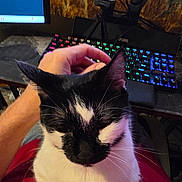 Rumshi is registered to the contest to win money with this photo: cat, black_and_white, petting, lap, hand, keyboard, computer, monitor, webcam, indoor, feline, sitting, close_up, person, technology, desk, cozy, relaxing, home, comfort