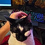 cat, black_and_white, petting, lap, hand, keyboard, computer, monitor, webcam, indoor, feline, sitting, close_up, person, technology, desk, cozy, relaxing, home, comfort