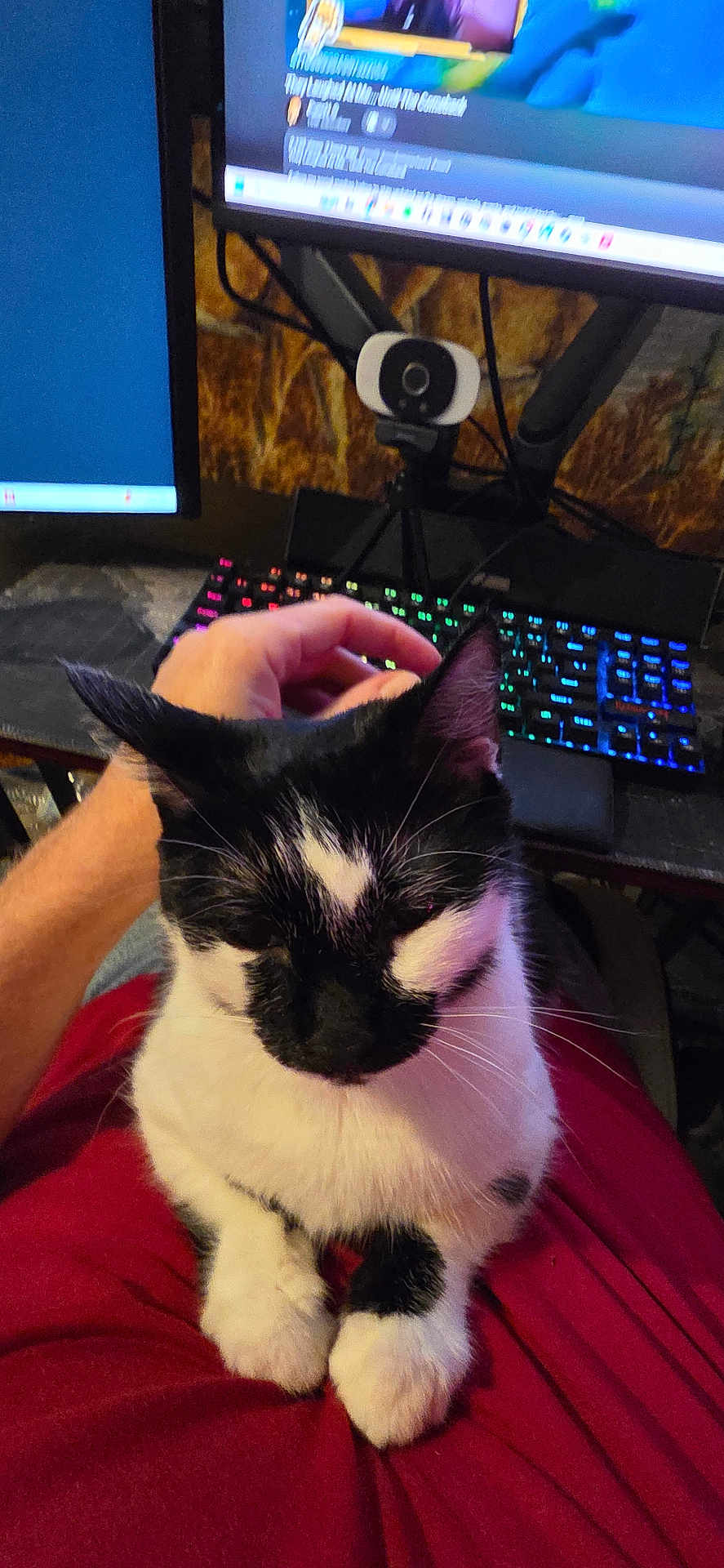 Rumshi is registered to the contest to win money with this photo: cat, black_and_white, petting, lap, hand, keyboard, computer, monitor, webcam, indoor, feline, sitting, close_up, person, technology, desk, cozy, relaxing, home, comfort