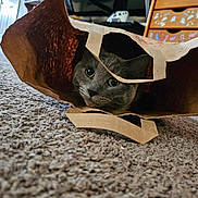 Skye is registered to the contest to win money with this photo: abyssinian, accessories, animal, art, bag, blackcat, box, cat, handbag, hardwood, kitten, manx, pet, plastic, plasticbag, plywood, shelf, shoppingbag, totebag, wood