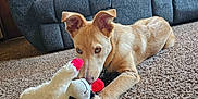 Bullseye joined the competition — help win amazing prizes! animal, brown_dog, carpet, couch, cozy, dog, ears, furniture, home, indoor, living_room, nose, paws, pet, playful, plush_toy, resting, sunlight, toy, window