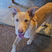Bullseye is registered to the contest to win money with this photo: animal, brown_fur, canine, carpet, companion, cute, dog, domestic, ears, eyes, floor, happy, house, indoor, mouth_open, pet, playful, tile_floor, tongue, walking