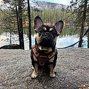 Gizmo joined the competition — help win amazing prizes! dog, french_bulldog, pet, animal, outdoor, nature, forest, lake, water, rock, leash, harness, tree, sky, cloud, sitting, portrait, cute, canine, daytime