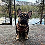 dog, french_bulldog, pet, animal, outdoor, nature, forest, lake, water, rock, leash, harness, tree, sky, cloud, sitting, portrait, cute, canine, daytime