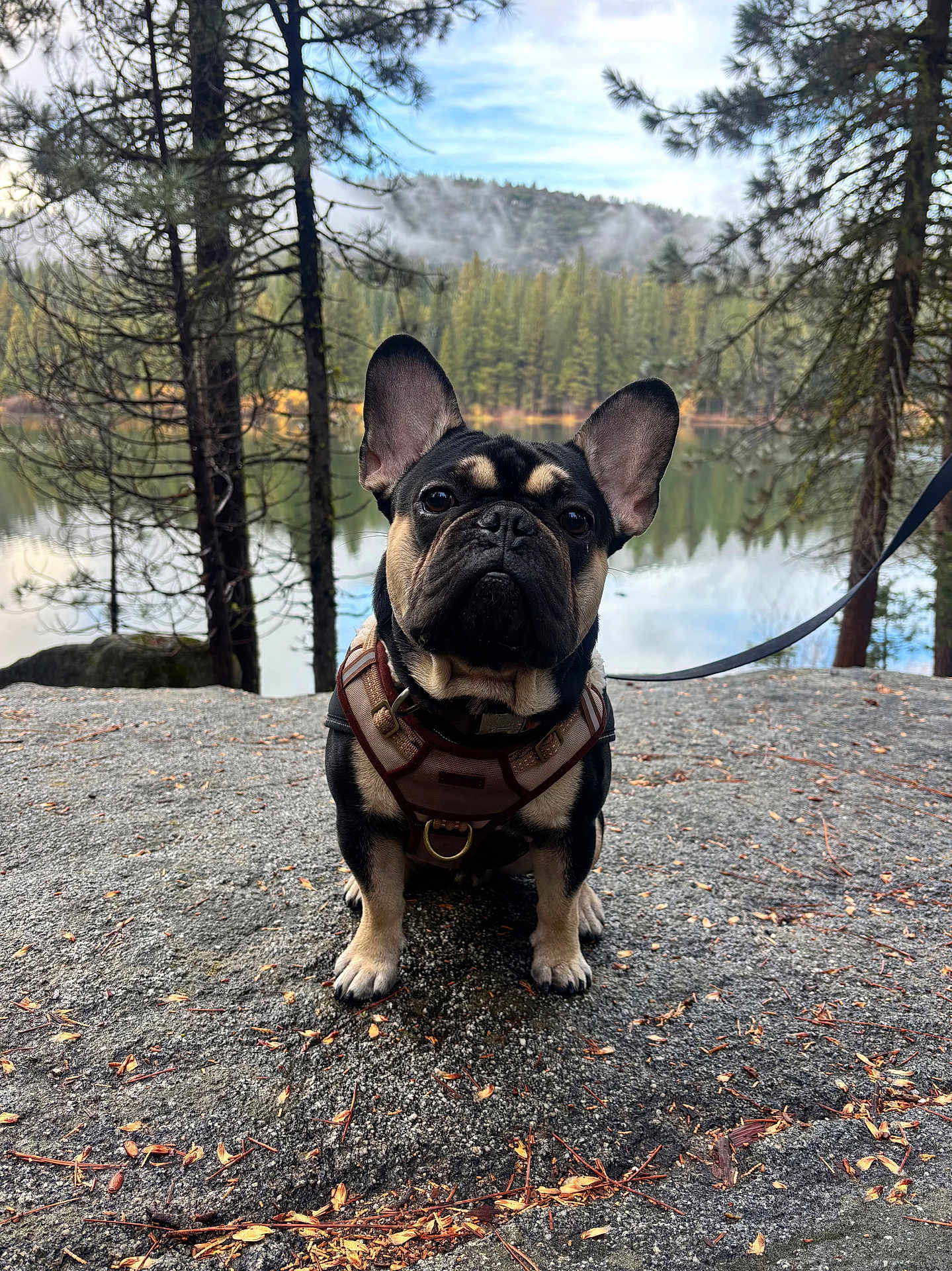 Gizmo joined the competition — help win amazing prizes! dog, french_bulldog, pet, animal, outdoor, nature, forest, lake, water, rock, leash, harness, tree, sky, cloud, sitting, portrait, cute, canine, daytime