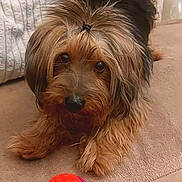 Kiki a rejoint le concours — aidez-le/la à gagner de superbes lots ! animal, ball, black, brown, companion, couch, cozy, cute, dog, focused, fur, hair_tie, home, indoor, pet, playful, resting, small_dog, texture, toy