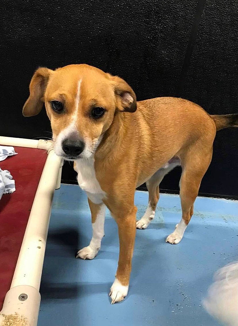 Clark joined the competition — help win amazing prizes! ancient_dog_breeds, beaglier, canidae, carnivore, collar, companion_dog, dog, dog_breed, fawn, hound, hunting_dog, non_sporting_group, puppy, sporting_group, tail, terrestrial_animal, working_animal, working_dog