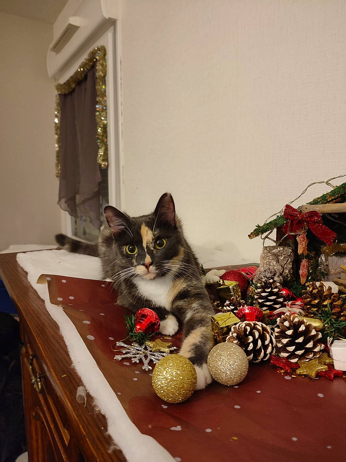 Astrée participe au concours pour gagner de l'argent avec cette photo : basket, cabinetry, carnivore, cat, domestic_short_haired_cat, drawer, event, felidae, fruit, mirror, natural_foods, plant, room, shelf, small_to_medium_sized_cats, table, vegetable, whiskers, window, wood