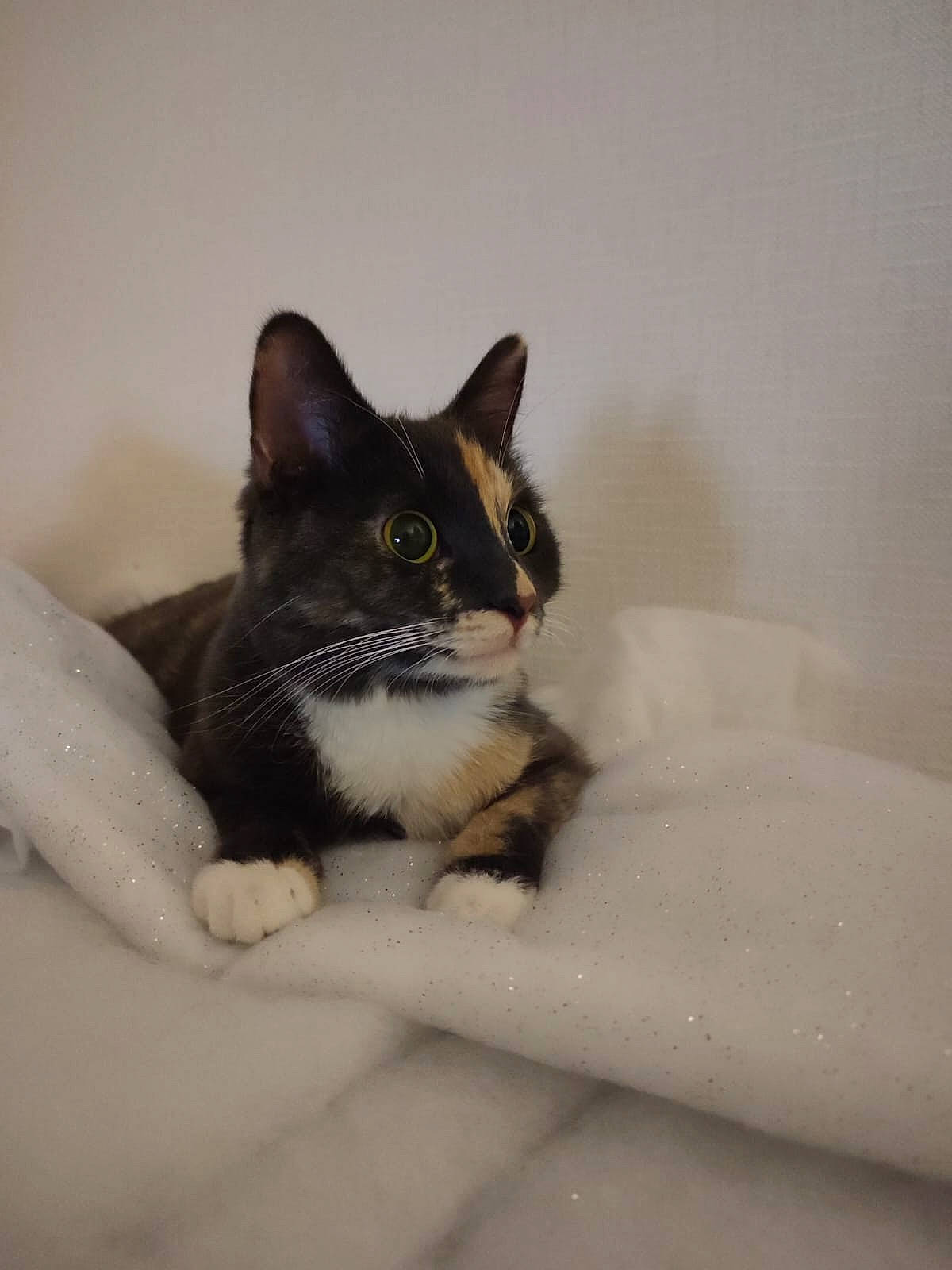 Astrée participe au concours pour gagner de l'argent avec cette photo : box, carnivore, cat, comfort, domestic_short_haired_cat, eyelash, felidae, fur, packaging_and_labeling, paw, small_to_medium_sized_cats, snout, whiskers, window