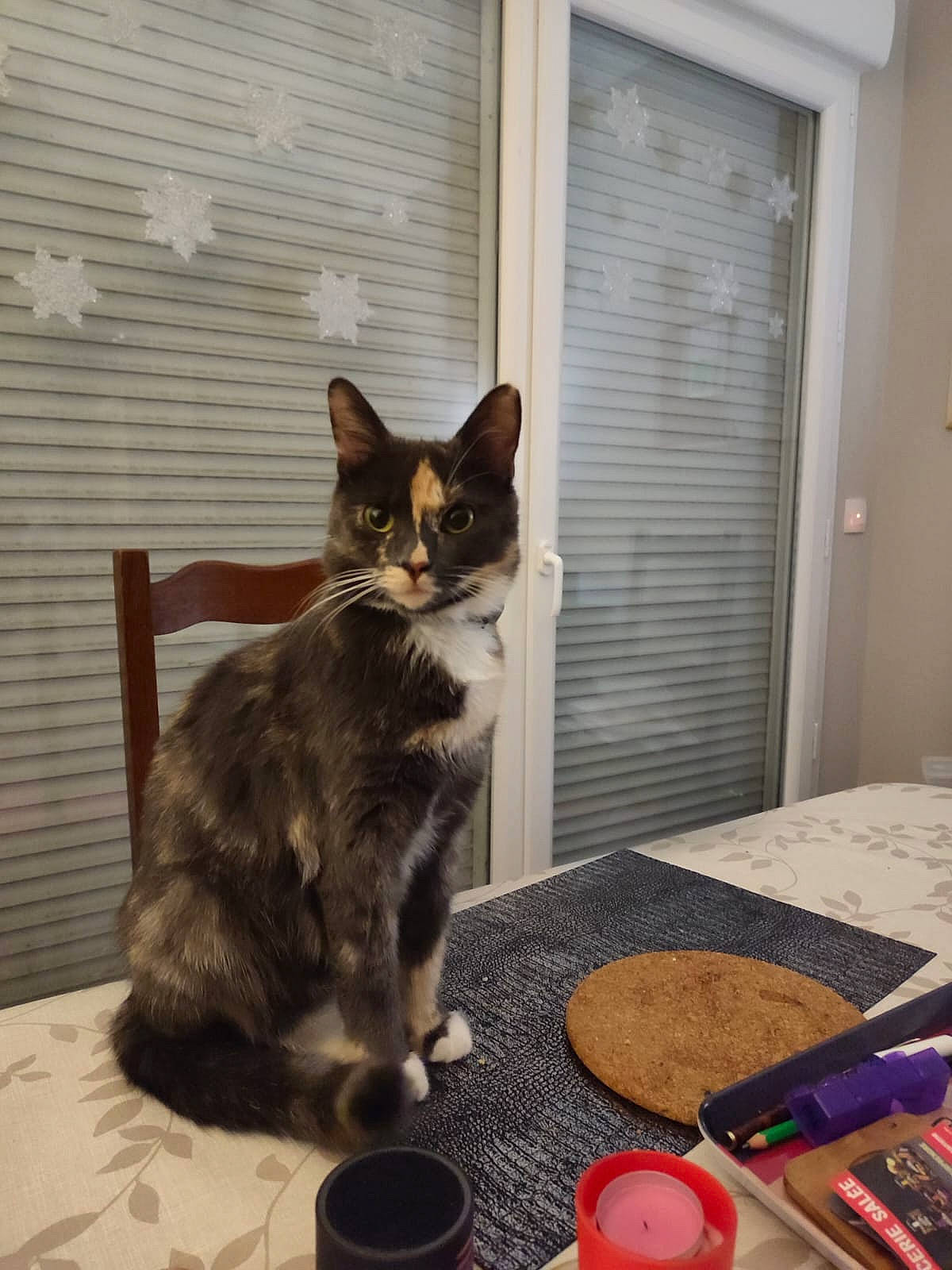 Astrée a rejoint le concours — aidez-le/la à gagner de superbes lots ! carnivore, cat, chair, comfort, domestic_short_haired_cat, door, felidae, flooring, hardwood, plate, room, serveware, small_to_medium_sized_cats, table, tableware, tail, whiskers, window, window_blind, wood