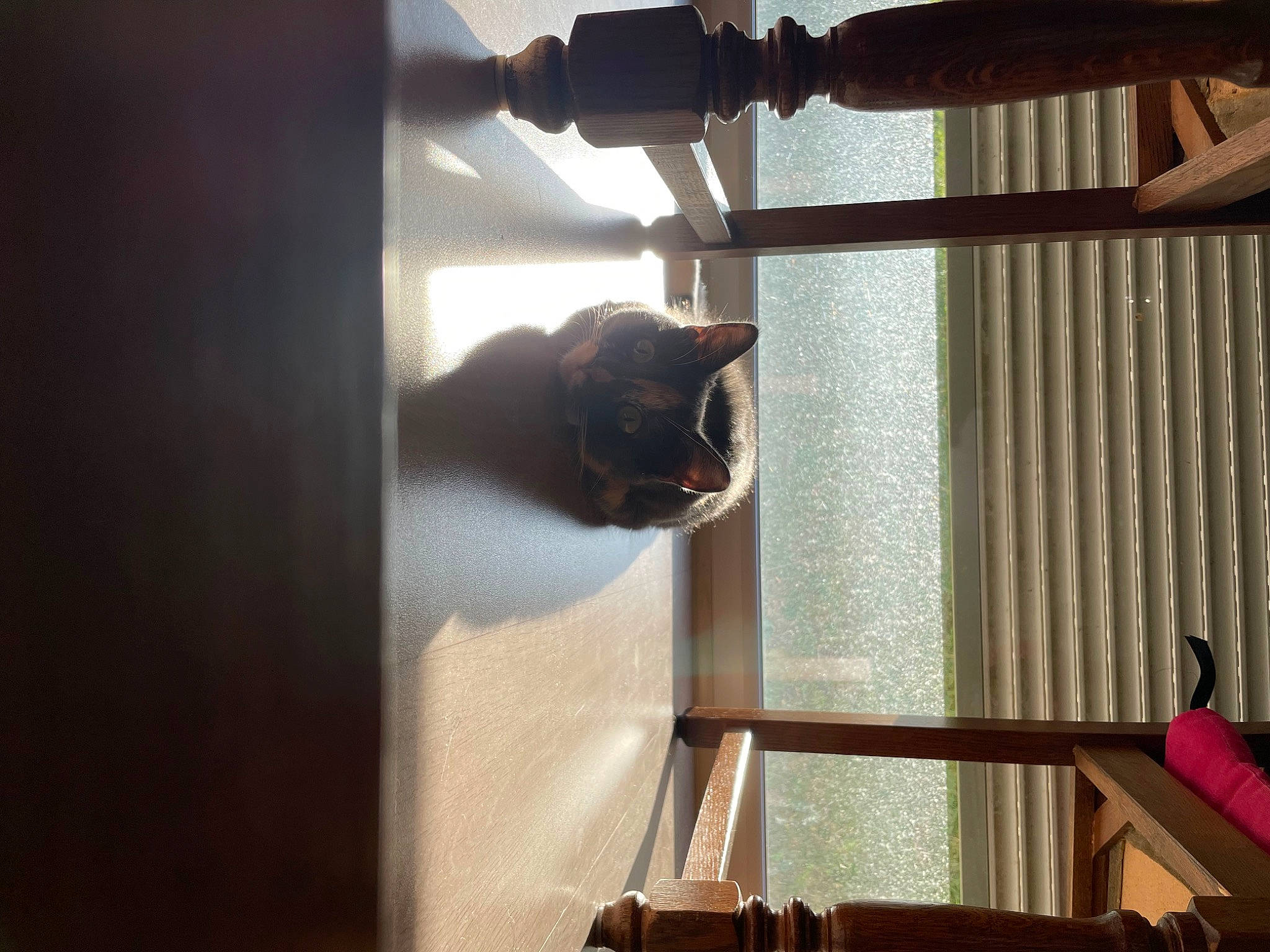 Astrée participe au concours pour gagner de l'argent avec cette photo : carnivore, cat, comfort, domestic_short_haired_cat, felidae, hardwood, house, interior_design, plant, room, shade, small_to_medium_sized_cats, tail, tints_and_shades, tree, whiskers, window, window_covering, window_treatment, wood