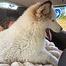 Varuna a rejoint le concours — aidez-le/la à gagner de superbes lots ! dog, fluffy_dog, white_dog, pet, animal, car, car_interior, back_seat, passenger, child, face, tongue, panting, fur, window, road_sign, outdoor, sunlight, blanket, road_trip