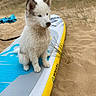 animal, beach, cute, dog, ears, fluffy, fur, grass, leash, nature, outdoor, paddleboard, pet, portrait, puppy, sand, sand_dunes, seaside, sitting, white_dog