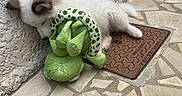 Varuna a rejoint le concours — aidez-le/la à gagner de superbes lots ! kitten, cat, sleeping, fluffy, white_fur, brown_markings, pet, stuffed_toy, frog_toy, green_toy, cuddling, outdoor, patio, tile_floor, wall, doormat, resting, cute, animal, nap