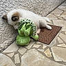 animal, brown_markings, cat, cuddling, cute, doormat, fluffy, frog_toy, green_toy, kitten, nap, outdoor, patio, pet, resting, sleeping, stuffed_toy, tile_floor, wall, white_fur