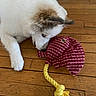 animal, closeup, cute, dog, fluffy, indoors, long_hair, lying_down, pet, playing, plush_toy, portrait, puppy, red_toy, rope_toy, sniffing, toy, white_dog, wooden_floor, yellow_rope