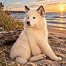 dog, puppy, white_fur, fluffy, sitting, beach, seaside, ocean, sunset, sunlight, sand, shoreline, waves, grass, driftwood, portrait, outdoors, animal, blue_eyes, scenic