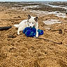 animal_portrait, beach, blue_toy, cloudy_sky, coastal_landscape, dog, fluffy, ocean, outdoors, puppy, rocks, sand, sea, seaside, shark_pattern, shoreline, sitting, tide_pool, toy, white_fur