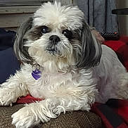 Suzy Q joined the competition — help win amazing prizes! animal, blanket, close_up, couch, cozy, curtains, dog, fluffy, gray_fur, indoors, pet, portrait, purple_tag, remote_control, resting, shih_tzu, sitting, small_dog, white_fur, window