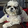 animal, blanket, close_up, couch, cozy, curtains, dog, fluffy, gray_fur, indoors, pet, portrait, purple_tag, remote_control, resting, shih_tzu, sitting, small_dog, white_fur, window