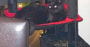 Ash joined the competition — help win amazing prizes! black_cat, cat_tree, indoor, furniture, red, black, pet, animal, eyes_reflecting, noisy_image, grainy, dim_lighting, lounge, flash, home, cozy, resting, feline, cat_furniture, timestamp