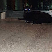 Ash is registered to the contest to win money with this photo: cat, black_cat, floor, wood_floor, reflection, glass, dark, night, animal, pet, indoor, lying_down, eyes, glowing_eyes, flash, reflection_in_eyes, window, low_light, timestamp, watermark