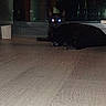cat, black_cat, floor, wood_floor, reflection, glass, dark, night, animal, pet, indoor, lying_down, eyes, glowing_eyes, flash, reflection_in_eyes, window, low_light, timestamp, watermark