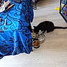 Ash joined the competition — help win amazing prizes! black_cat, cat, pet, food_bowl, eating, floor, table, tablecloth, blue, pattern, bookshelf, books, snack_bag, remote_control, indoor, home, furniture, cozy, light_wood_floor, living_room