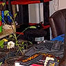 Ash joined the competition — help win amazing prizes! black_cat, cat_tree, potted_plants, indoor, cluttered, book, patches, gloves, table, chair, plant_leaves, furniture, dark, red, black, green, houseplant, pet, resting, cozy