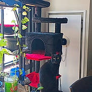Onyx is registered to the contest to win money with this photo: cat, black_cat, cat_tree, indoor, plant, window, furniture, red_platform, green_plant, pot, cap, chair, houseplant, decor, pet, animal, domestic_cat, sitting, sunlight, home