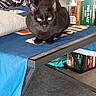 black_cat, cat, table, coffee_boxes, blue_cloth, metal_table, skull_pattern, indoor, pet, feline, eyes, home, cozy, snapshot, watermark, timestamp, fabric, animal, looking, still