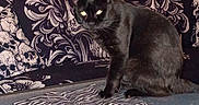 Onyx joined the competition — help win amazing prizes! black_cat, cat, animal, pet, table, zebra_pattern, cloth, couch, floral_pattern, skull_pattern, books, indoor, furniture, dark_background, eyes_glowing, mysterious, sitting, domestic_cat, feline, resting
