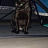 Onyx joined the competition — help win amazing prizes! black_cat, cat, animal, pet, indoor, floor, table, furniture, glowing_eyes, dark, shadow, whiskers, ears, sitting, looking_down, curious, mysterious, home, domestic_cat, quiet