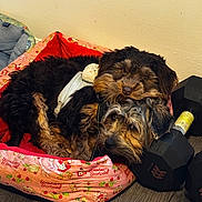 Kali And Kobi is registered to the contest to win money with this photo: dog, pet, bed, indoor, floor, dumbbell, toy, fur, sleeping, cozy, resting, cute, brown, black, animal, companion, relaxing, closeup, home, friendship