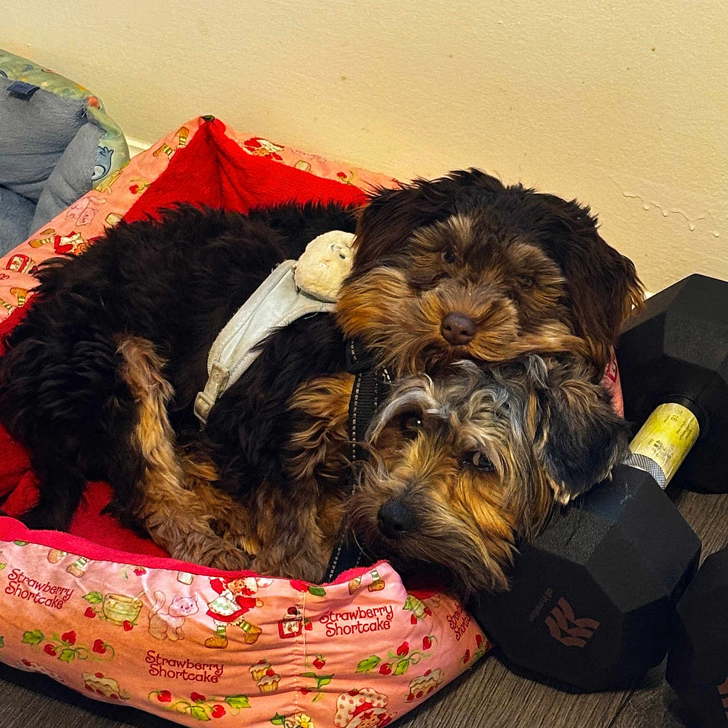 Kali And Kobi is registered to the contest to win money with this photo: animal, bed, black, brown, closeup, companion, cozy, cute, dog, dumbbell, floor, friendship, fur, home, indoor, pet, relaxing, resting, sleeping, toy