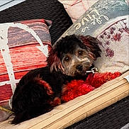 Kali is registered to the contest to win money with this photo: affenpinscher, airedale, animal, architecture, armchair, building, canine, chair, cockerspaniel, couch, cushion, dog, furniture, homedecor, hound, papillon, pet, poodle, puppy, terrier