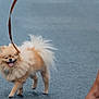 Bobby Girl joined the competition — help win amazing prizes! dog, pomeranian, leash, walking, happy, tongue_out, winking, fluffy, small_dog, pet, canine, pavement, footwear, high_heels, colorful_shoes, outdoor, animal, cute, walking_dog, person_leg