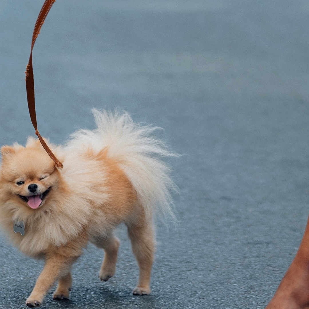 Bobby Girl joined the competition — help win amazing prizes! animal, canine, colorful_shoes, cute, dog, fluffy, footwear, happy, high_heels, leash, outdoor, pavement, person_leg, pet, pomeranian, small_dog, tongue_out, walking, walking_dog, winking