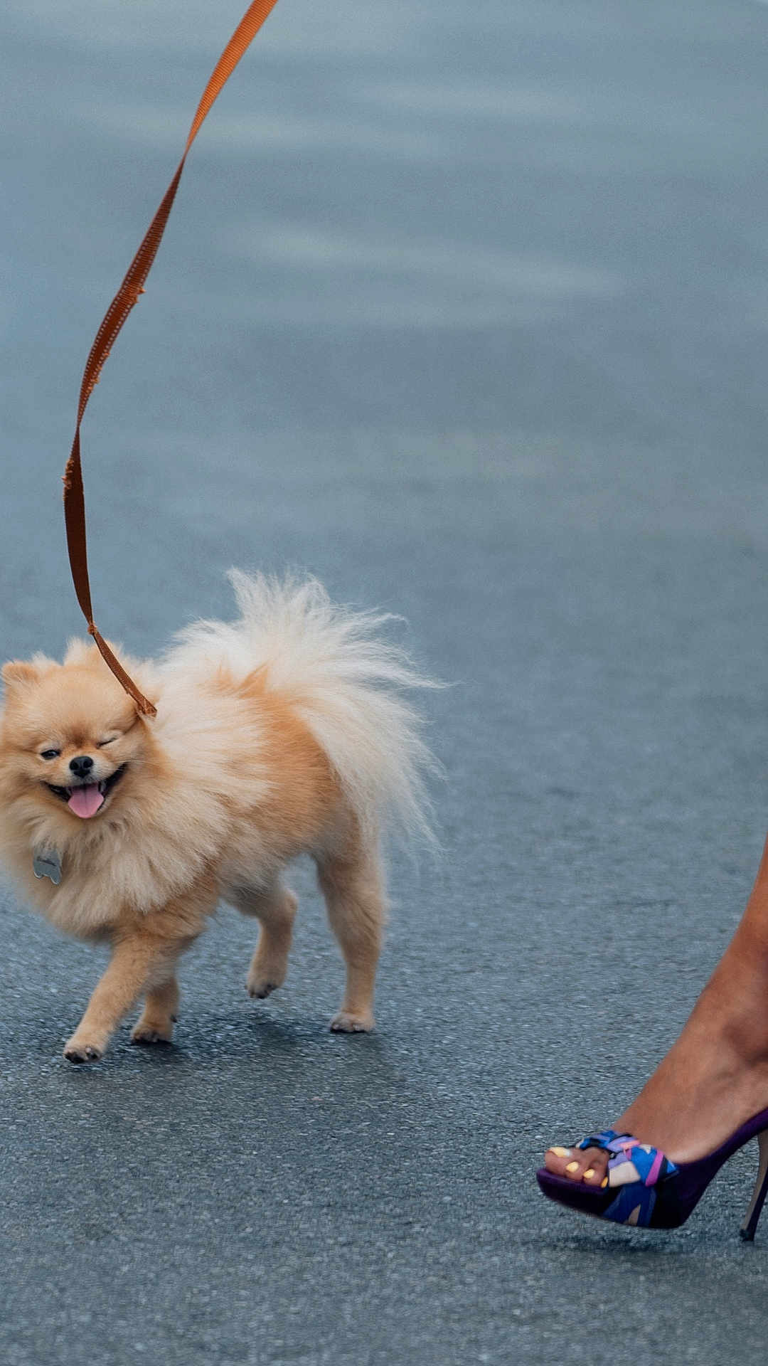 Bobby Girl joined the competition — help win amazing prizes! dog, pomeranian, leash, walking, happy, tongue_out, winking, fluffy, small_dog, pet, canine, pavement, footwear, high_heels, colorful_shoes, outdoor, animal, cute, walking_dog, person_leg