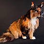 cat, maine_coon, fluffy, long_hair, orange_fur, black_fur, white_fur, whiskers, ears, tail, pet, animal, feline, portrait, studio, sitting, side_view, domestic_cat, cute, majestic