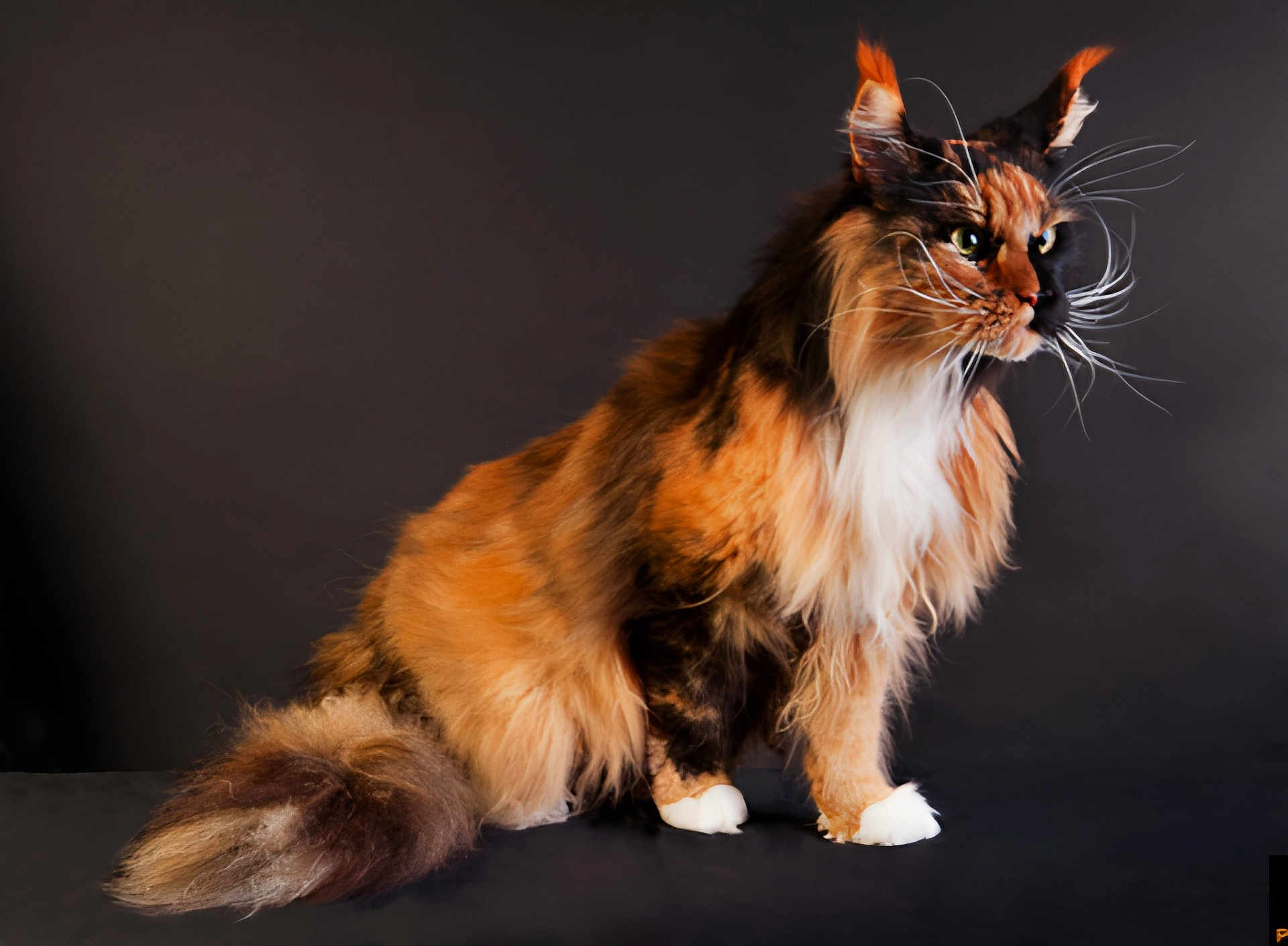 Shadoe a rejoint le concours — aidez-le/la à gagner de superbes lots ! cat, maine_coon, fluffy, long_hair, orange_fur, black_fur, white_fur, whiskers, ears, tail, pet, animal, feline, portrait, studio, sitting, side_view, domestic_cat, cute, majestic