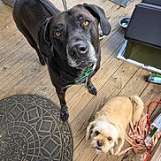 Tucker joined the competition — help win amazing prizes! animal, black_dog, collar, companion, curious, cute, dog, domestic_animals, footwear, furry, household_items, light_brown_dog, looking_up, mat, outdoor, pets, porch, shoe, waiting, wooden_floor