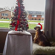 Rusty-Scooter joined the competition — help win amazing prizes! blanket, chair, christmas, christmas_tree, curtain, daylight, dog, festive, holiday, house, indoors, lawn, pet, santa_hat, sitting, small_dog, suburban, table, tablecloth, window