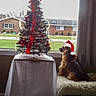 blanket, chair, christmas, christmas_tree, curtain, daylight, dog, festive, holiday, house, indoors, lawn, pet, santa_hat, sitting, small_dog, suburban, table, tablecloth, window