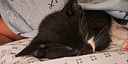 Sasuke is registered to the contest to win money with this photo: cat, sleeping, blanket, bedding, pattern, black_and_white, whiskers, close_up, indoor, resting, cozy, fur, pet, cute, animal, soft, nap, feline, covered, quiet