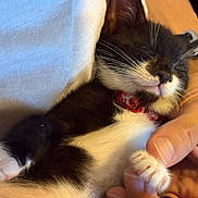 Sasuke joined the competition — help win amazing prizes! kitten, cat, sleeping, black_and_white, paw, hand, person, closeup, cute, pet, feline, relaxed, indoor, collar, resting, cozy, animal, fur, domestic, snuggling