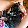 Sasuke is registered to the contest to win money with this photo: kitten, cat, black_and_white, whiskers, person, lap, skin, hand, light, natural_light, indoor, wood_floor, clothing, denim, pink_stripes, fur, pet, cute, resting, close_up
