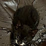 Sasuke joined the competition — help win amazing prizes! kitten, cat, black_and_white, whiskers, curious, pet, animal, young, cute, feline, indoor, leather, worn, scratched, close_up, small, fur, playful, looking_up, texture