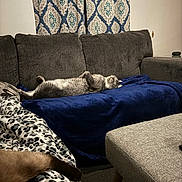 Bruno joined the competition — help win amazing prizes! animal, blanket, blue_blanket, cat, couch, cozy, curtains, domestic, furniture, gray_couch, home, indoor, leopard_print, nap, pattern, pet, relaxed, resting, sleeping, soft