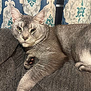 Bruno joined the competition — help win amazing prizes! cat, closeup, couch, curtain, ears, eyes, feline, fur, grey_cat, home, indoor, lounging, paw, paw_beans, pet, portrait, relaxed, tabby_pattern, upholstery, whiskers